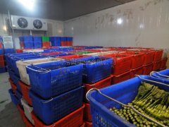 蔬菜批發市場建冷庫，建多大合適