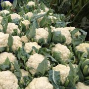 花菜冷庫設計安裝費用大概需要多少錢？