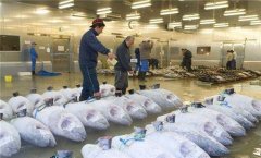 零下60度金槍魚冷庫造價需要多少錢？
